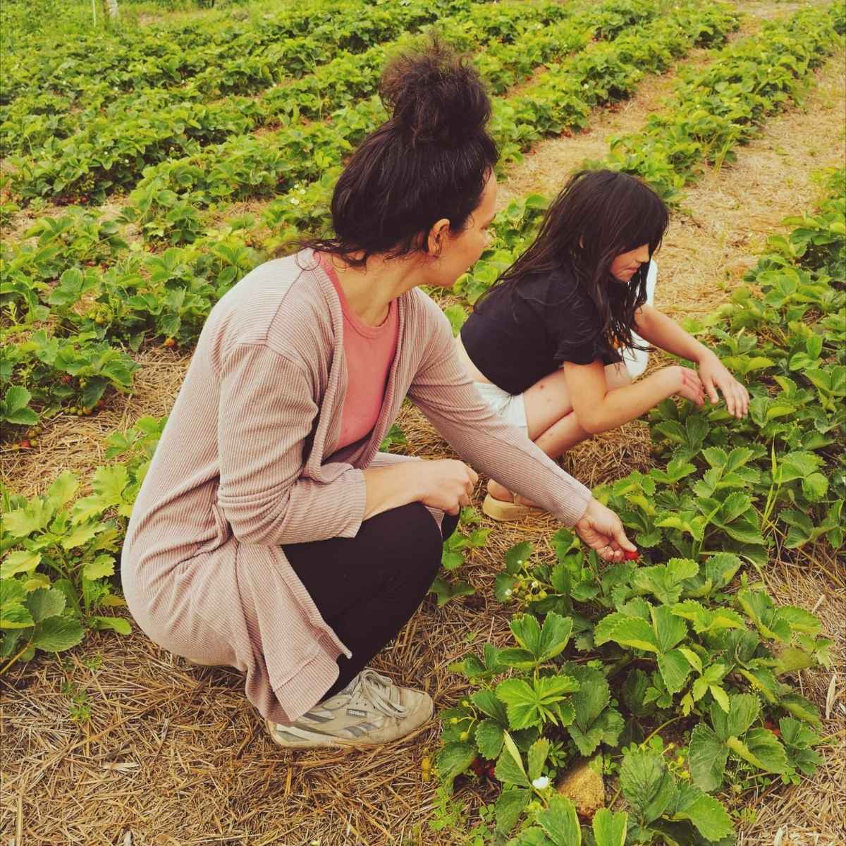 Picking strawberries at the you pick to make strawberry sauce